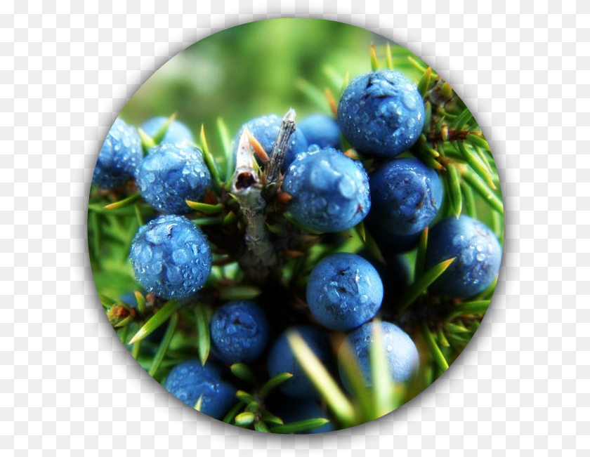 Juniper Berries, Berry, Blueberry, Food, Fruit Sticker PNG