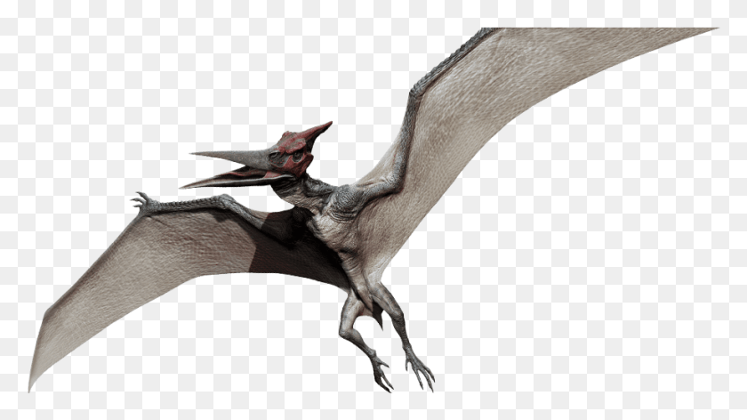 916x485 Jurassic Park Pteranodon Clipart Pterodáctilo, Pájaro, Animal, Mamífero Hd Png