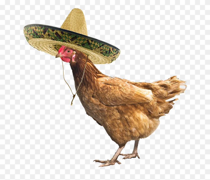 657x663 Just A Chicken Wearing A Sombrero Chicken With Sombrero, Poultry, Fowl, Bird HD PNG Download