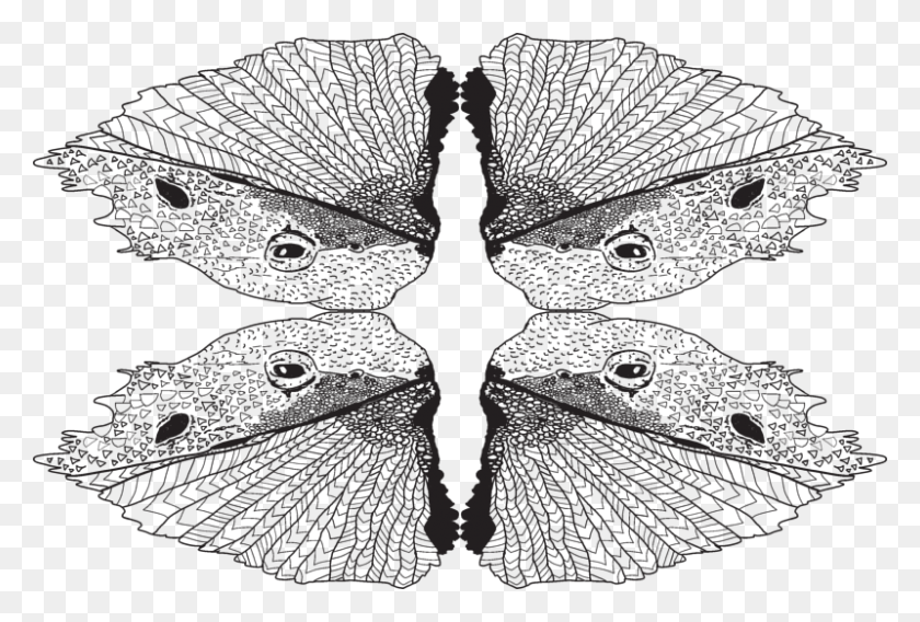 800x522 Just A Tad Of Bearded Dragon Desert King Giftwrap Brush Footed Butterfly, Pattern, Fractal, Ornament HD PNG Download