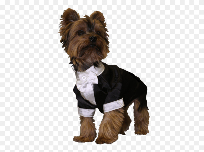 421x567 Yorkshire Terrier, Mascota, Animal, Canino, Perro Hd Png