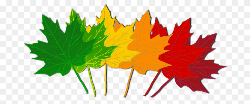Just In Time Blog About Writing, Leaf, Plant, Tree, Maple PNG