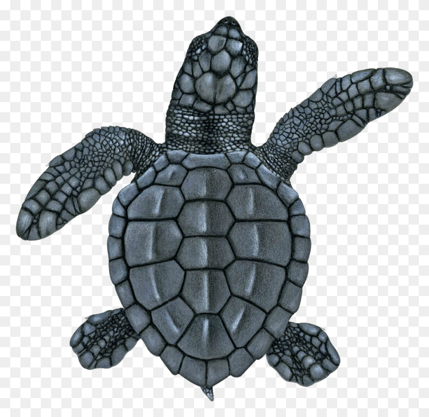 949x922 Juvenile Kemp39s Ridley Sea Turtle Hawksbill Sea Turtle, Turtle, Reptile, Sea Life HD PNG Download