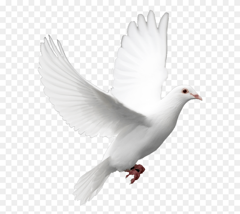 579x689 Kabutar White Dove, Bird, Animal, Pigeon HD PNG Download
