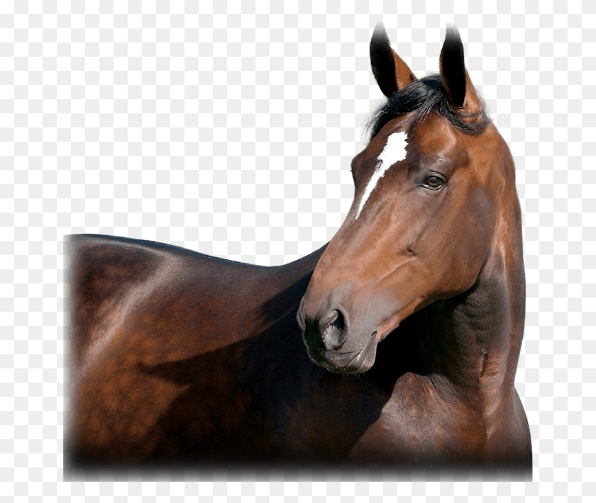 664x650 Kadabra Stallion, Colt Horse, Horse, Mammal HD PNG Download
