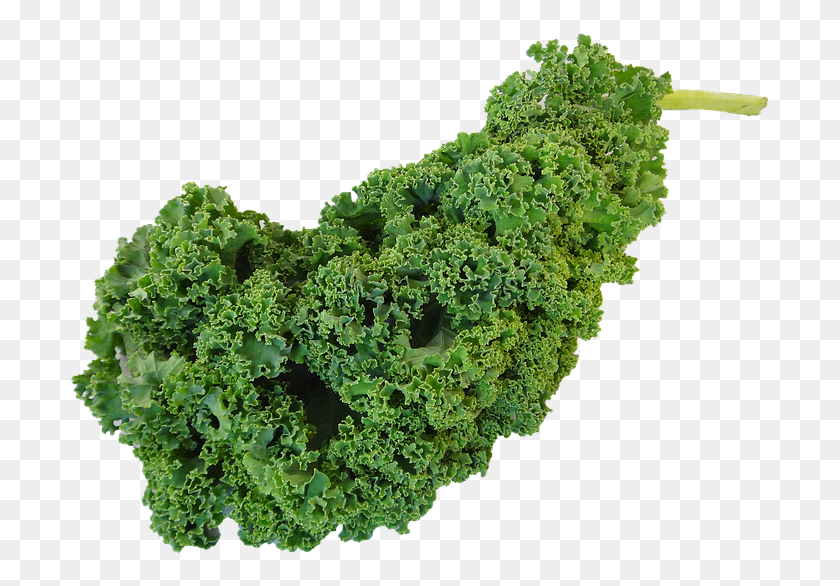 703x526 Kale Verde Kale Vegetal Fresh Kiel Vegetal, Repollo, Planta, Alimentos Hd Png Download