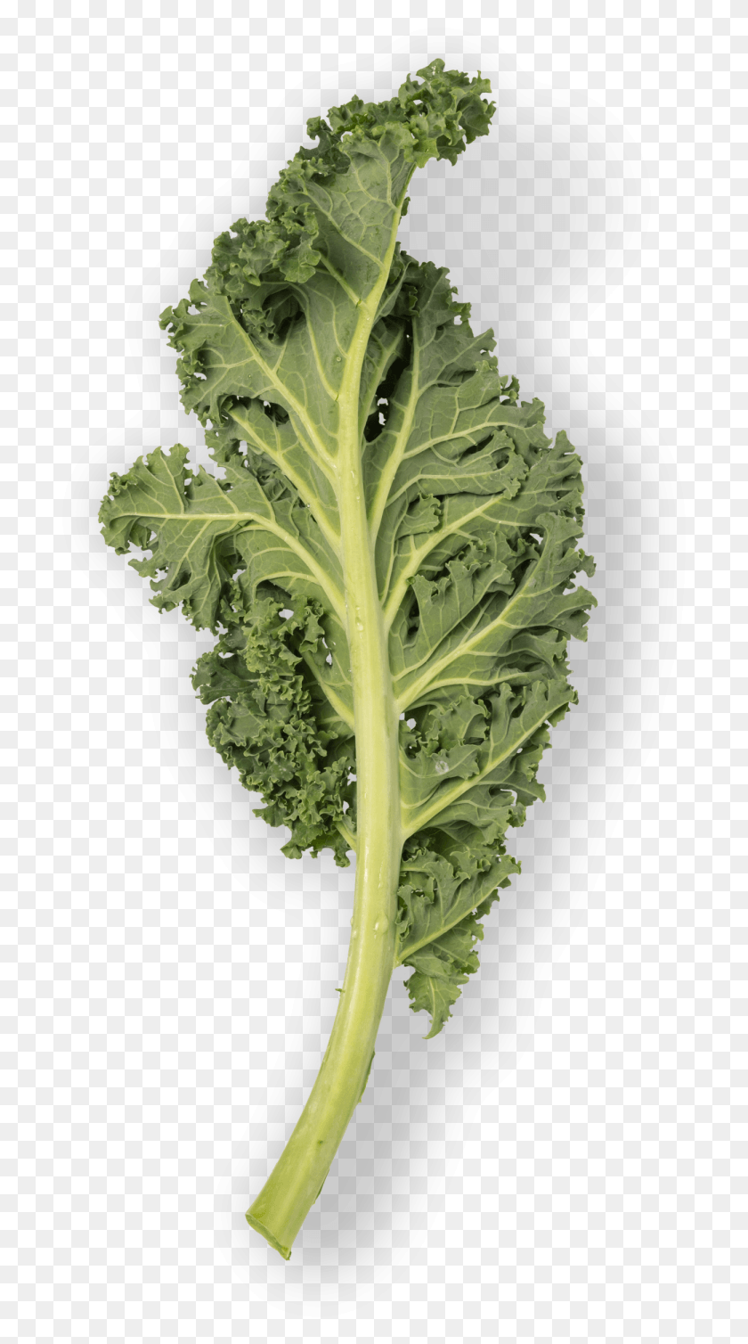 701x1448 Kale Mustard Greens, Plant, Cabbage, Vegetable HD PNG Download