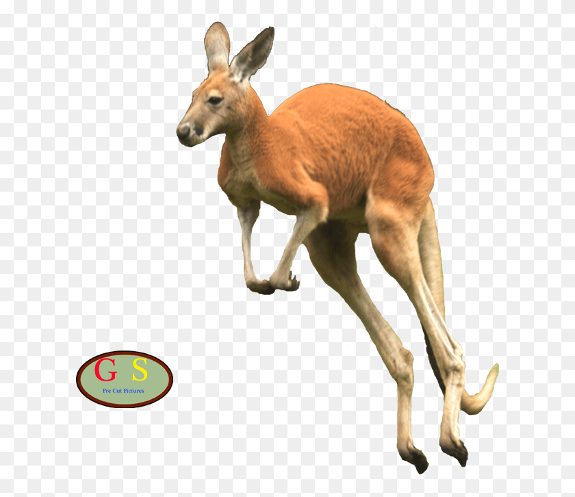 619x666 Kangaroe 1 Kangaroe 2 Kangaroe 3 Roe Deer, Kangaroo, Mammal, Animal HD PNG Download