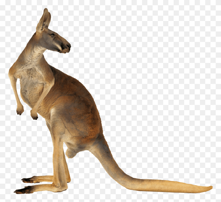 1853x1689 Kangaroo, Mammal, Animal, Wallaby HD PNG Download