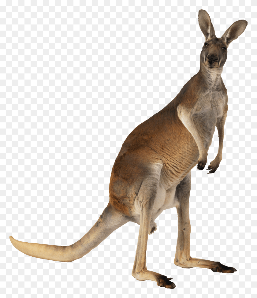 2030x2380 Кенгуру Кенгуру Живут В Австралии, Млекопитающее, Животное, Валлаби Hd Png Скачать