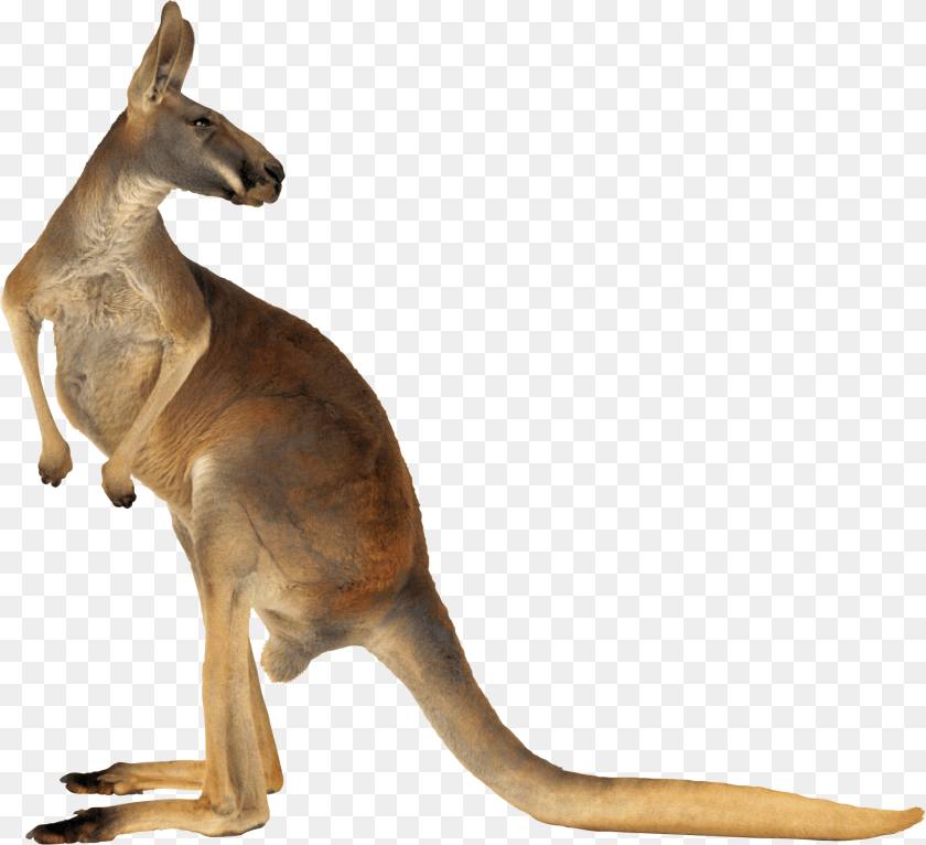 1853x1689 Kangaroo Kangaroo, Animal, Mammal Transparent PNG