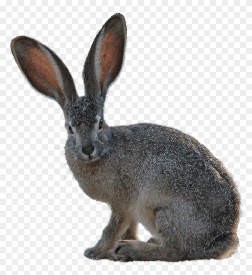 2471x2706 Kangaroo Long Eared Hare HD PNG Download