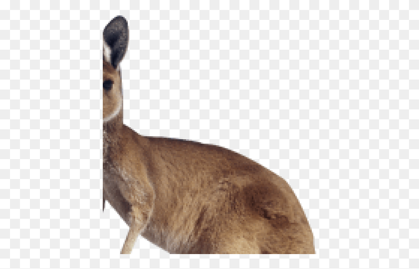 429x481 Canguro, Australia, Mamífero, Animal, Wallaby Hd Png