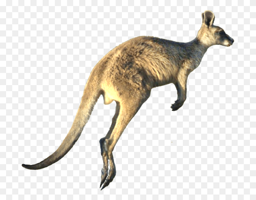 700x598 Kangaroo Wp Edit Kangaroo, Mammal, Animal, Wallaby HD PNG Download