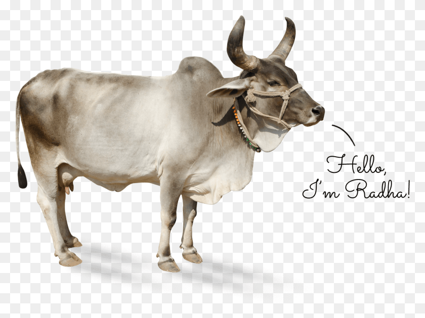 1381x1009 Kankrej, Bull, Mammal, Animal HD PNG Download