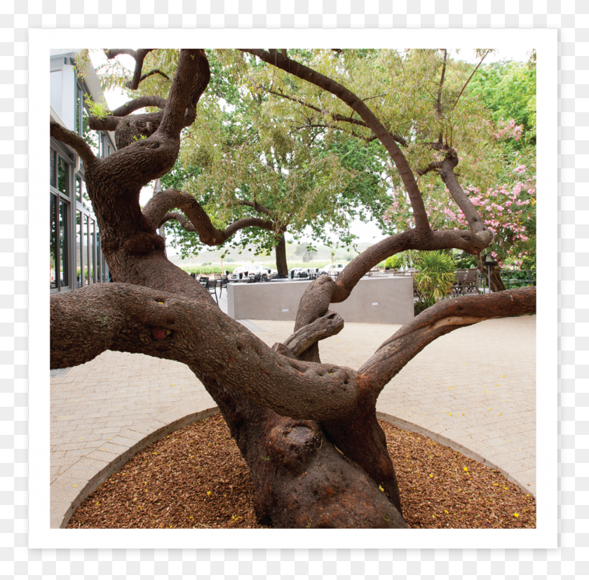 1451x1428 Karee Tree Oak, Plant, Tree Trunk, Potted Plant HD PNG Download