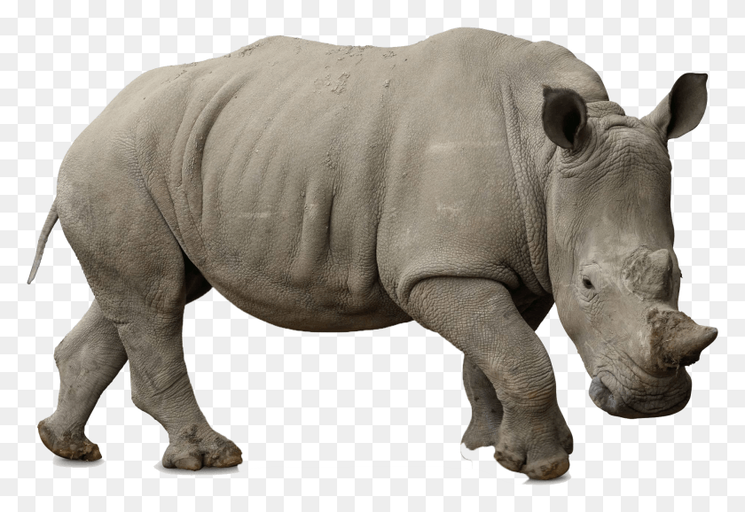 1863x1239 Kartochki Zhivotnie, Rhino, Wildlife, Mammal HD PNG Download