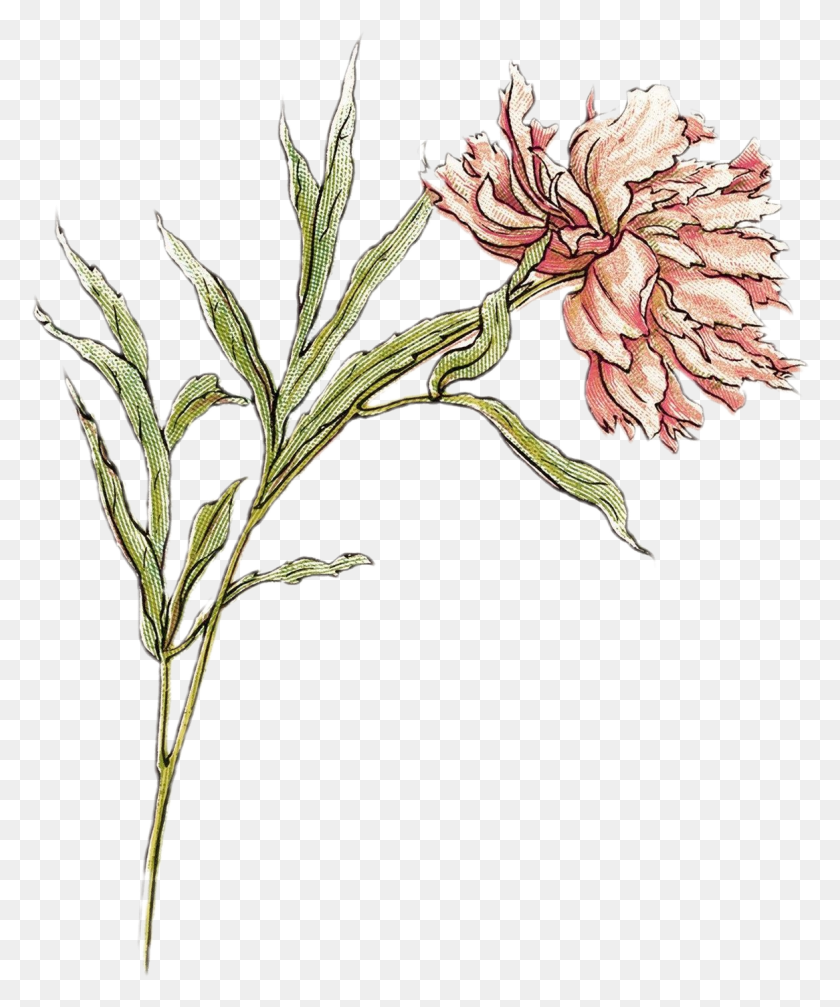 1166x1416 Kate Greenaway Transparent Illustration, Plant, Flower, Blossom HD PNG Download