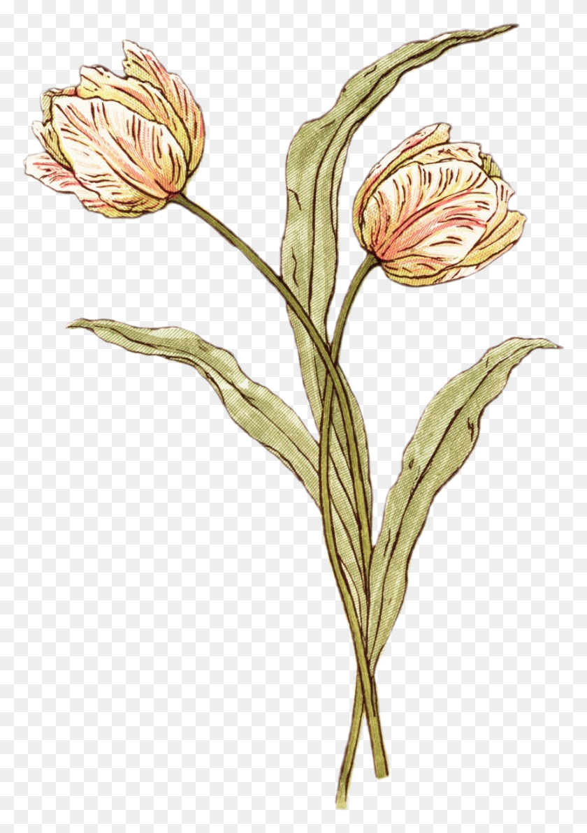860x1250 Kate Greenaway Transparent Kate Greenaway Flower, Plant, Bird, Animal HD PNG Download