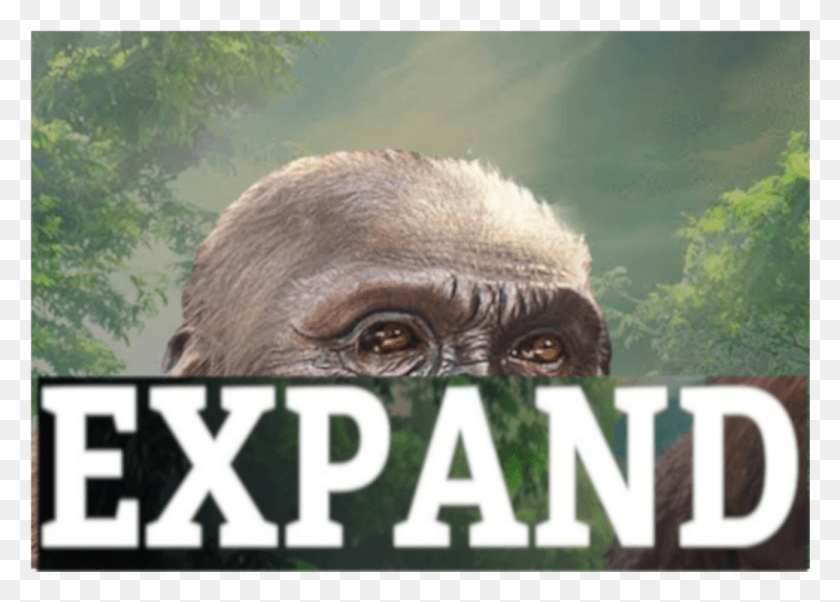 1037x721 Kb Common Chimpanzee, Ape, Wildlife, Mammal HD PNG Download
