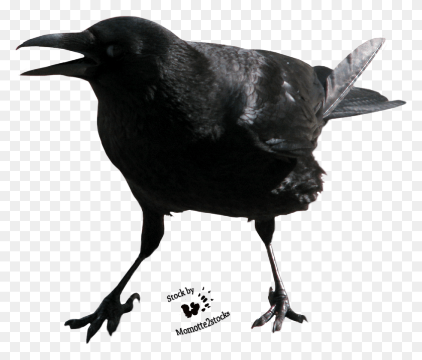 910x766 Kb Gallery Screaming Crow, Bird, Animal, Blackbird HD PNG Download
