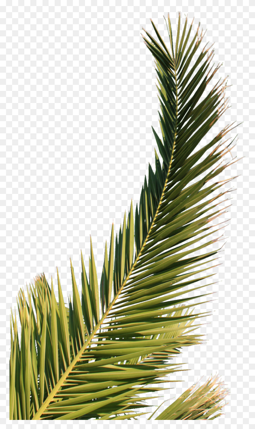 909x1581 Kb Popular Palm Tree, Leaf, Plant, Green HD PNG Download