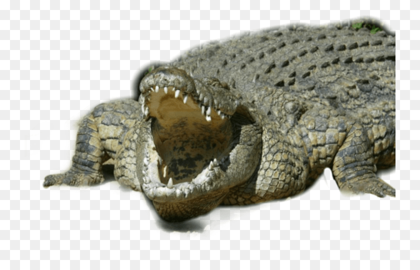 742x480 Келли Слейтер Джо Роган, Крокодил, Рептилия, Животное Png Скачать