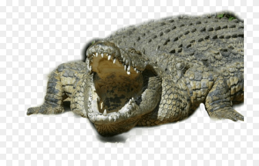 742x480 Kelly Slater Joe Rogan, Crocodile, Reptile, Animal HD PNG Download