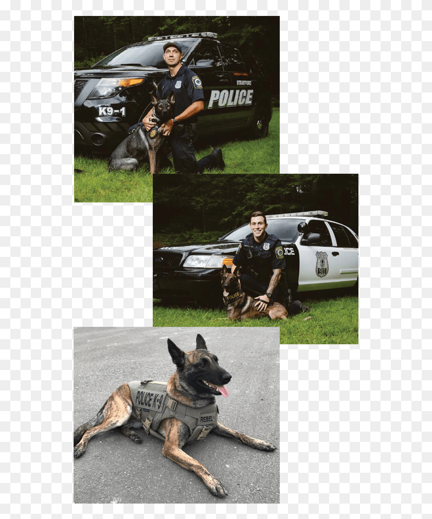 555x950 Kennel Club Steps Up To Help Stratford Police Get New Old German Shepherd Dog, Person, Human, Car HD PNG Download