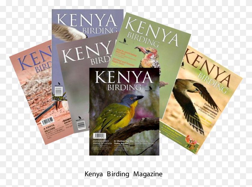 2451x1780 Kenya Birding Magazine Painted Bunting, Bird, Animal, Poster HD PNG Download