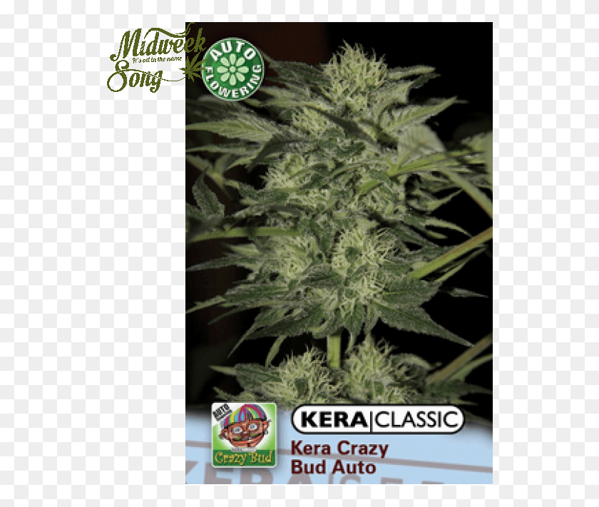 542x651 Kera Seeds Crazy Bud Auto Cannabis Seeds Seed, Plant, Hemp, Weed HD PNG Download
