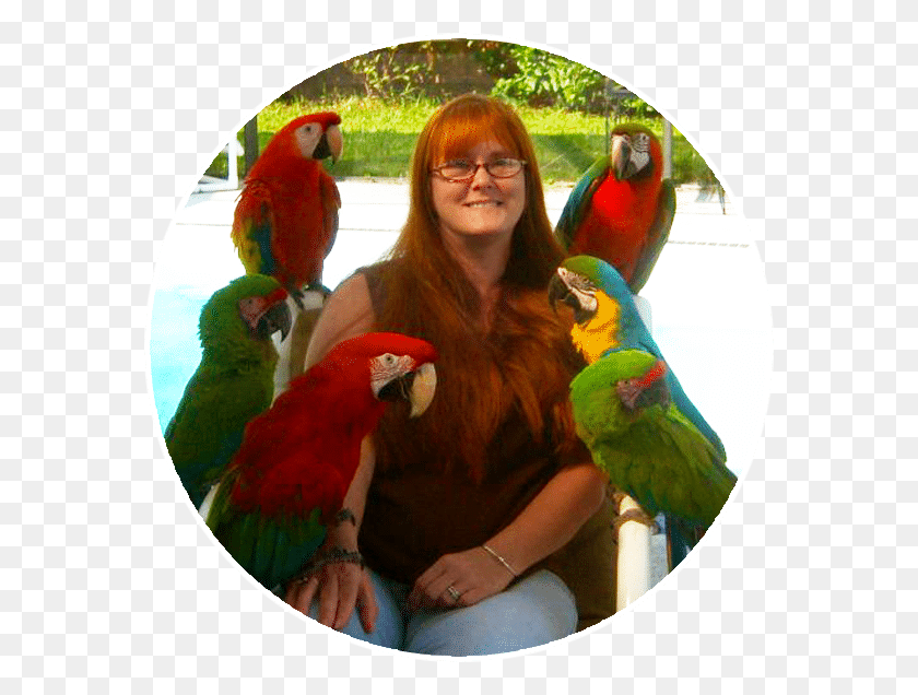 576x576 Keriellen Lohrman Bird Gardens Of Naples, Macaw, Parrot, Animal HD PNG Download