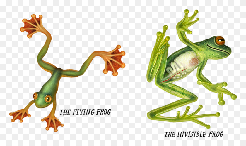 913x516 Kermit The Laying Down Frog, Amphibian, Wildlife, Animal HD PNG Download