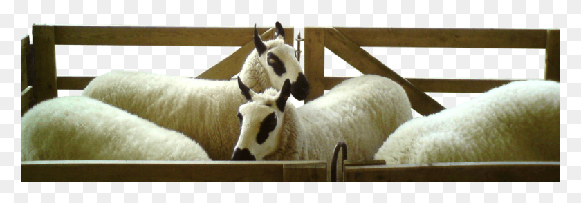 912x274 Kerryhill Sheep Livestock, Mammal, Animal, Cow HD PNG Download