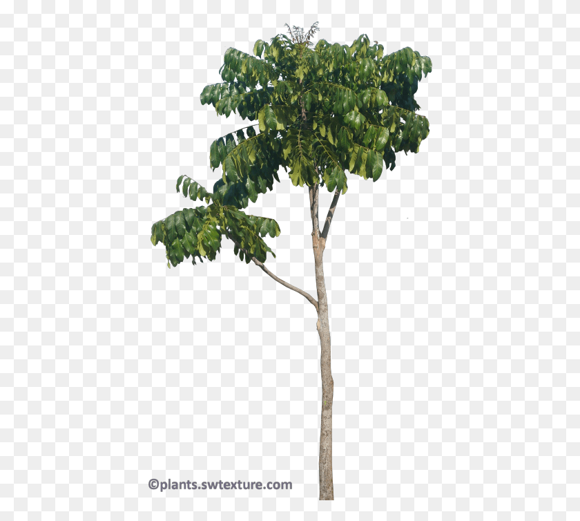412x694 Khaya Nyasica East African Mahogany, Tree, Plant, Leaf HD PNG Download