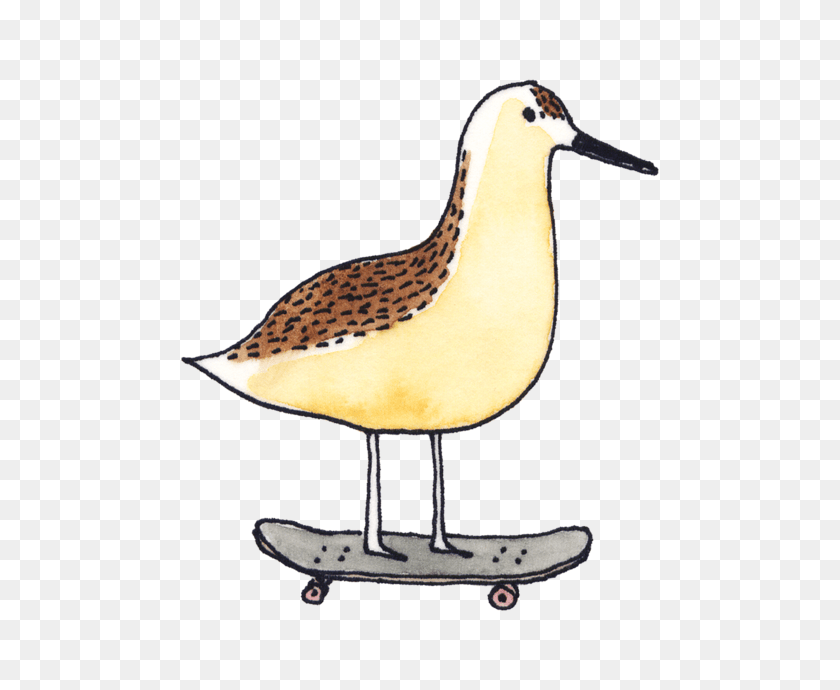 690x690 Kids Tagged, Animal, Beak, Bird, Seagull Transparent PNG