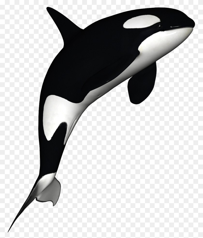 1024x1200 Killer Whale, Animal, Sea Life, Bird, Penguin PNG