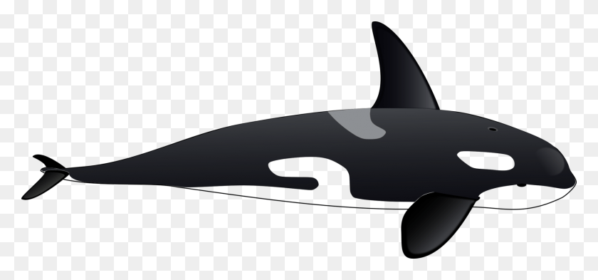 1753x750 La Ballena Asesina Cetacea Tucuxi Delfín Iceberg Orca Clipart, La Vida Marina, Animal, Mamífero Hd Png