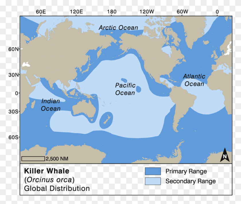 896x748 Killer Whale Global Distribution, Map, Diagram, Plot HD PNG Download