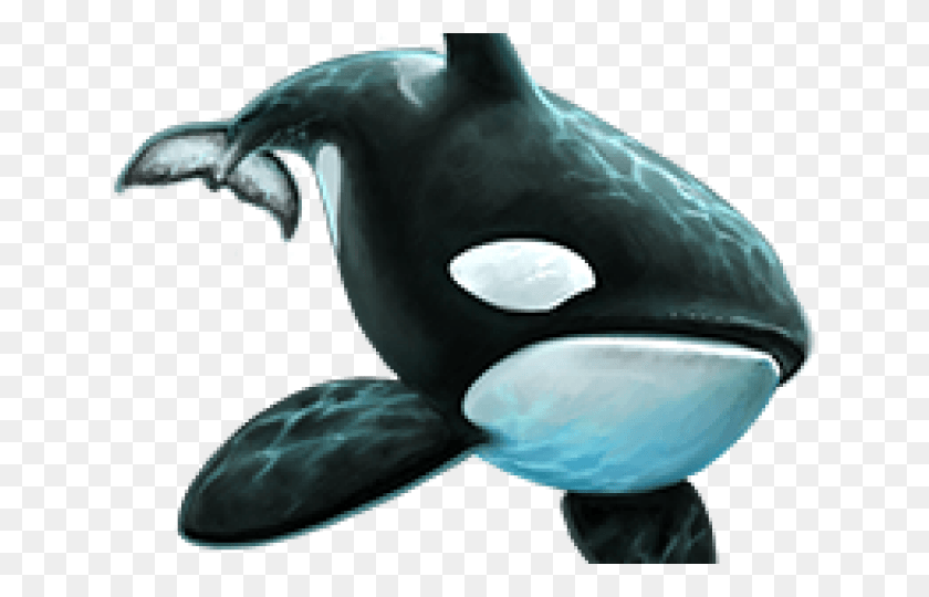 640x480 Killer Whale Transparent Images Killer Whale, Sea Life, Animal, Mammal HD PNG Download