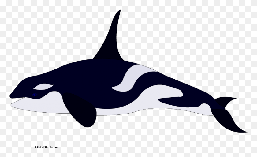 806x469 Killer Whale Transparent Images Killer Whale Clear Background, Orca, Mammal, Sea Life HD PNG Download
