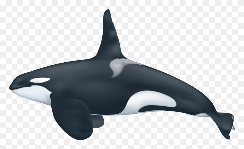 939x547 Killer Whale Transparent Photo Killer Whale, Orca, Mammal, Sea Life HD PNG Download