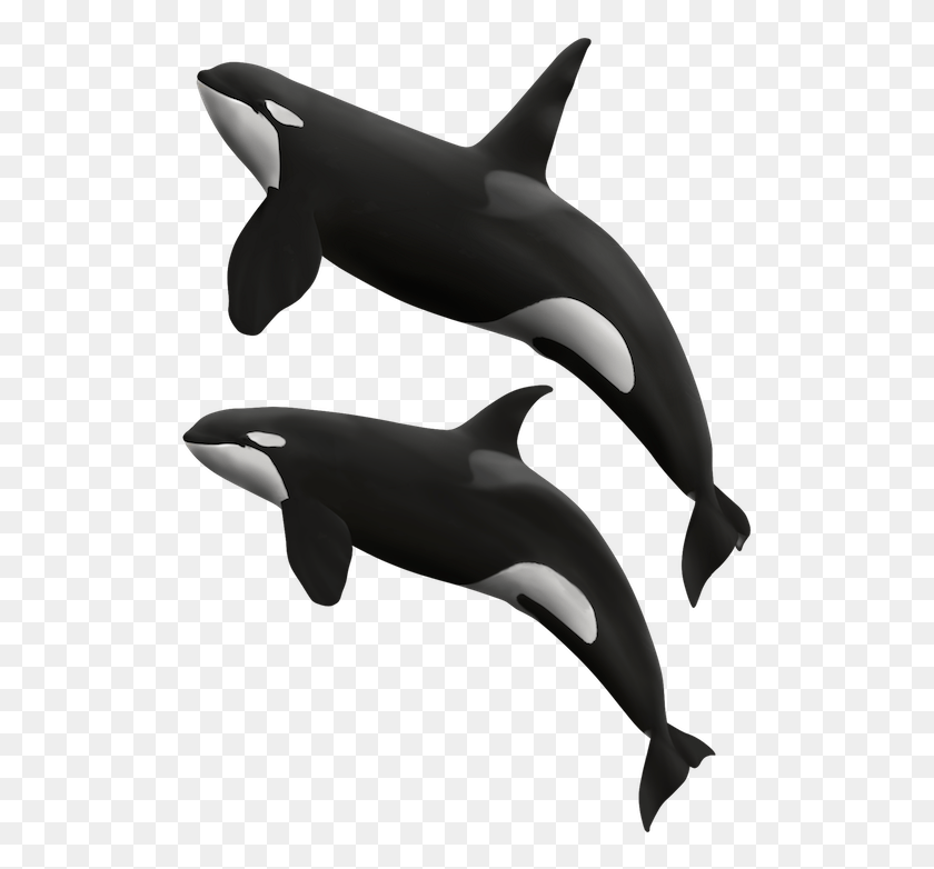517x722 Killer Whales Killer Whale, Sea Life, Animal, Mammal HD PNG Download