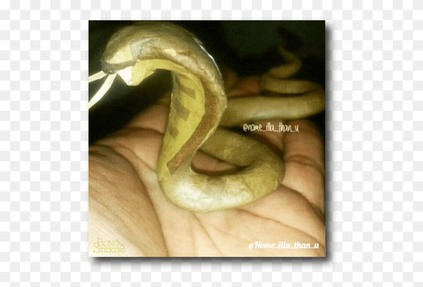 510x510 King Cobra Shaped Blunt Serpent, Animal, Person, Human HD PNG Download
