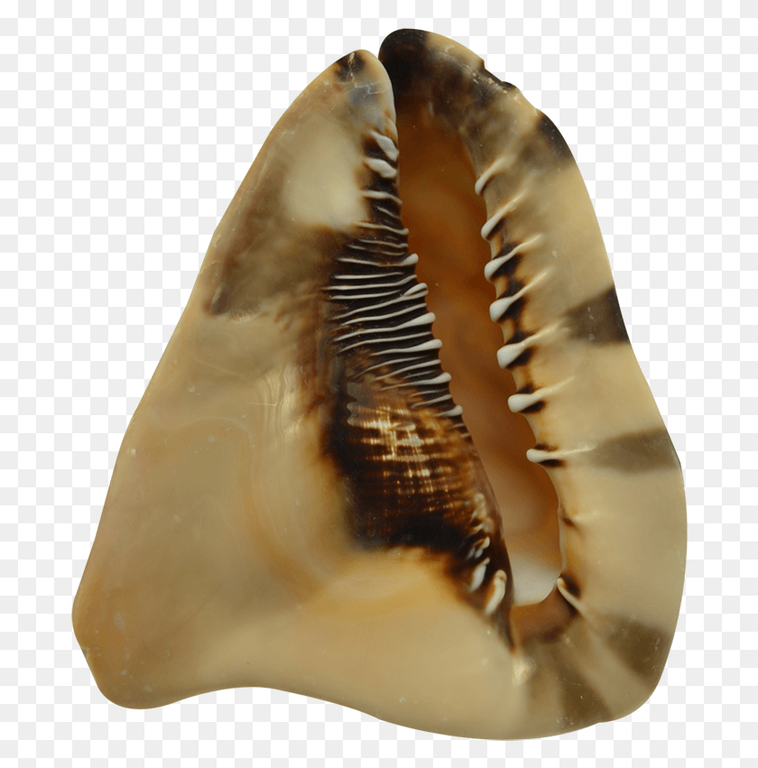 684x791 King Helmet Decorative Conch Shell Seashell 6 7 Invertebrate, Sea Life, Animal, Bird HD PNG Download