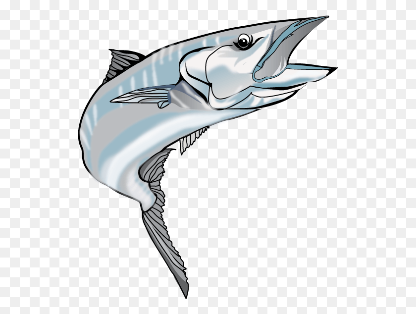 527x574 Kingfish R Kingfish, Dolphin, Mammal, Sea Life HD PNG Download