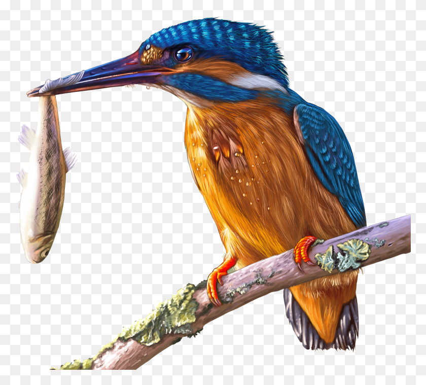 1209x1084 Kingfisher, Bird, Animal, Beak HD PNG Download