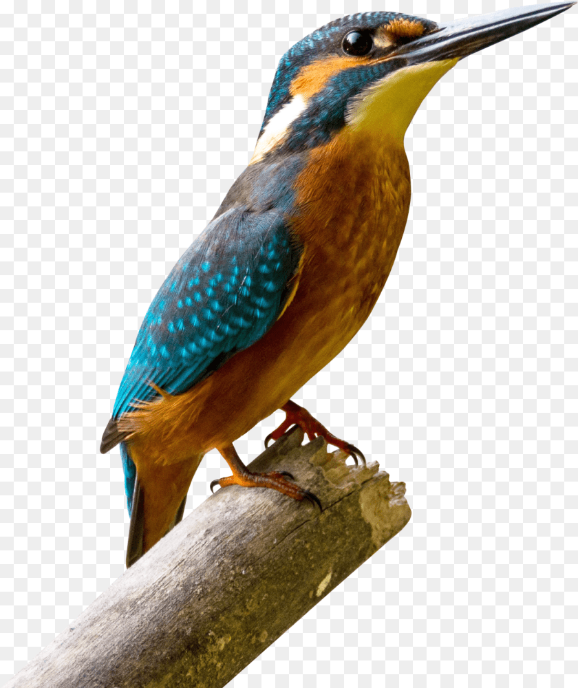 Kingfisher Bird, Animal, Beak, Bee Eater, Jay PNG