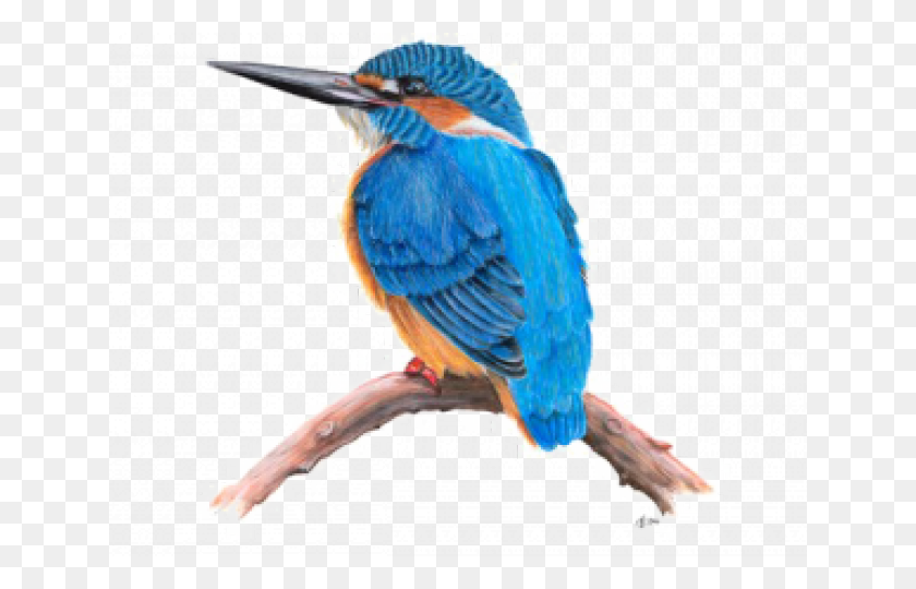 640x480 Kingfisher Clipart Cartoon Kingfisher, Bluebird, Bird, Animal HD PNG Download
