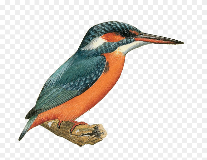 785x594 Kingfisher Image Kingfisher, Pájaro, Animal, Abejaruco Hd Png